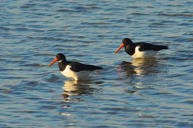 18 01 17_5915_edited-1.jpg - OYSTERCATCHERS - SANDBANKS, DORSET - JAN 2017